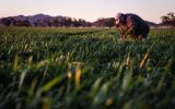 A farmer checks his wheat crop as it grows in a paddock on his property near Gunnedah...