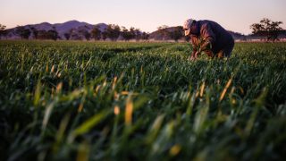 A farmer checks his wheat crop as it grows in a paddock on his property near Gunnedah...
