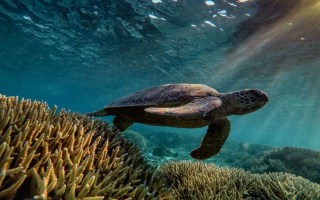 Great Barrier Reef