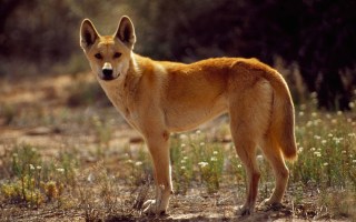 Dingo