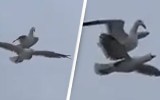 gulls