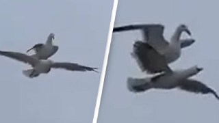 gulls