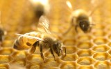 bees varroa mite