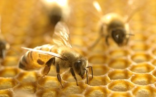 bees varroa mite