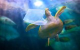 Ocean plastic