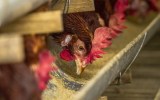 bird flu australia