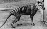tasmanian tiger