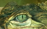 boy crocodile attack kakadu