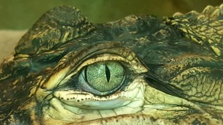 boy crocodile attack kakadu
