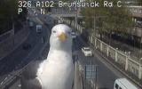Seagull traffic cam
