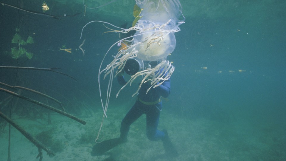 box jellyfish antivenom