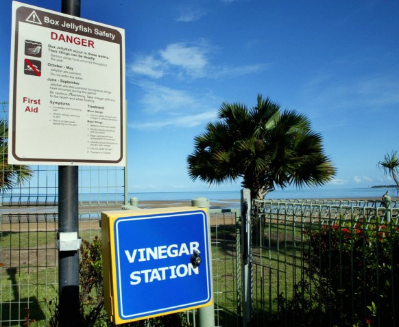 antidote box jellyfish venom