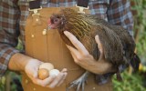 A farmer holding a chicken and some eggs