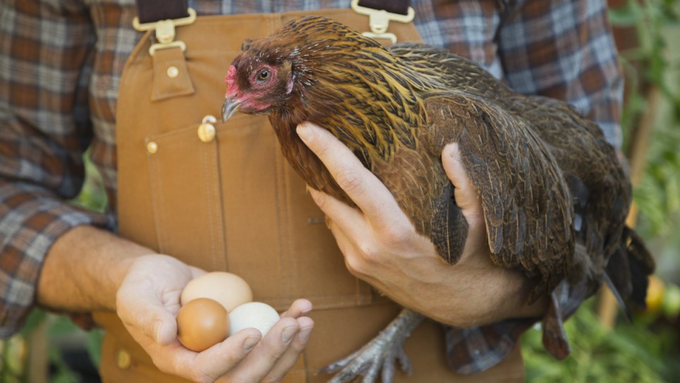 A farmer holding a chicken and some eggs