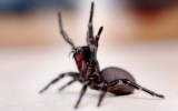 Funnel web spider life saving properties
