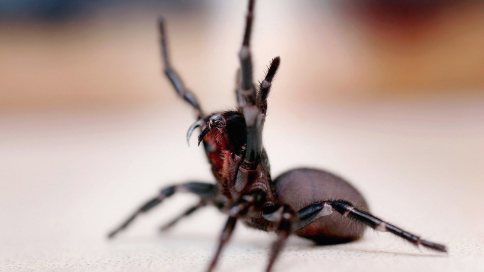 Funnel web spider life saving properties