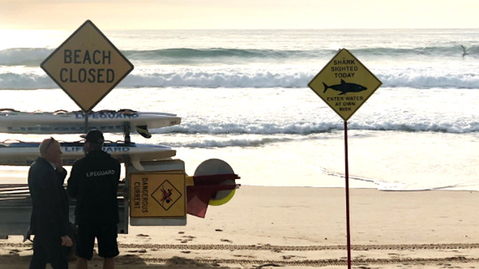 manly beach shark attack