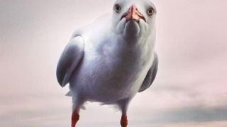 seagulls e coli