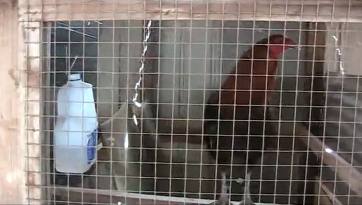 Cockfighting