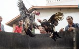 cockfighting