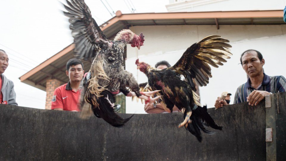 cockfighting