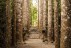 Some of Paronella Park's 7000 trees in all their glory.