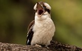 Kookaburra