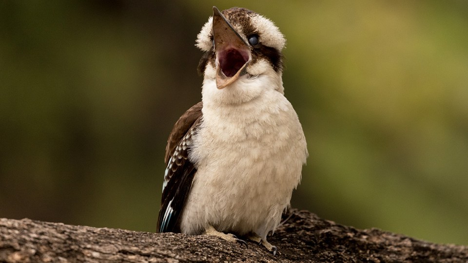 Kookaburra