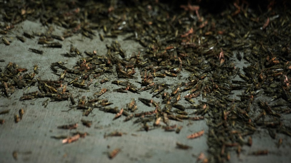 las-vegas-grasshopperes