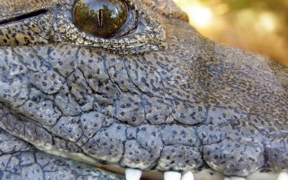 surgical plate croc stomach