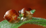 zombie-snail-parasitic-worms