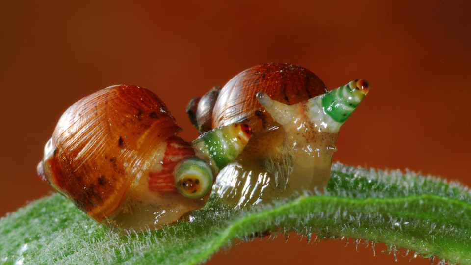 zombie-snail-parasitic-worms
