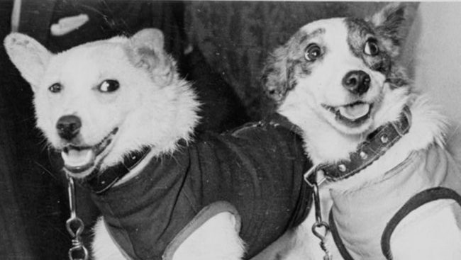 Belka and Strelka spent a day in space in 1960.