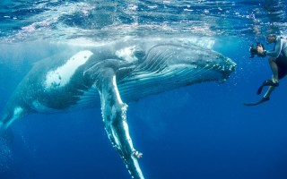 swim with whales