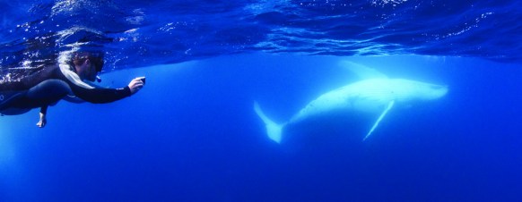 swim with whales