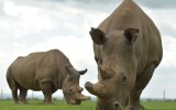 white rhino