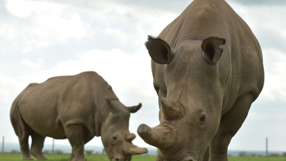 white rhino