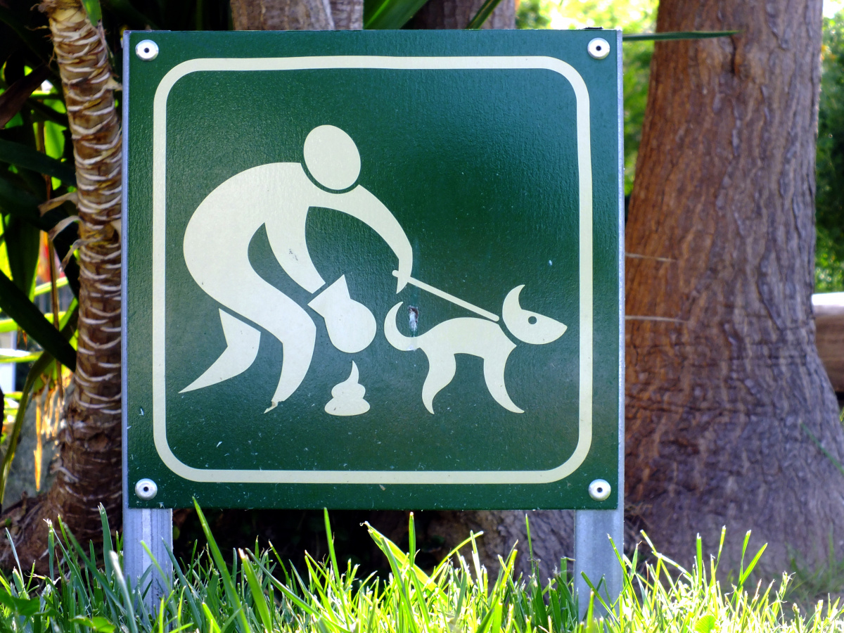 dog poo