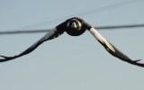 A magpie in flight