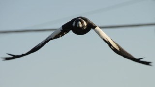 A magpie in flight