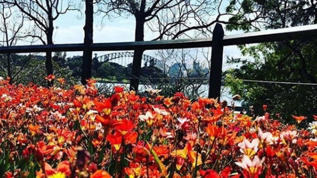 The blooms and views at Sydney's Royal Botanic Gardens are a national seasonal highlight.
