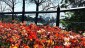 The blooms and views at Sydney's Royal Botanic Gardens are a national seasonal highlight.