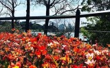 spring blossoms australia