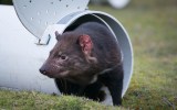 Tasmanian devil