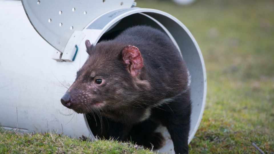 Tasmanian devil