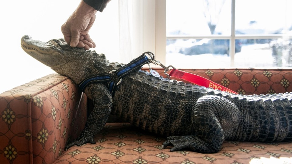 Wally the alligator 1