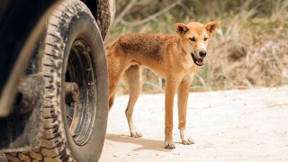 Dingo attack