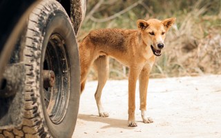 Dingo attack
