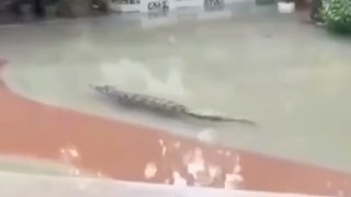 maoming china crocodiles