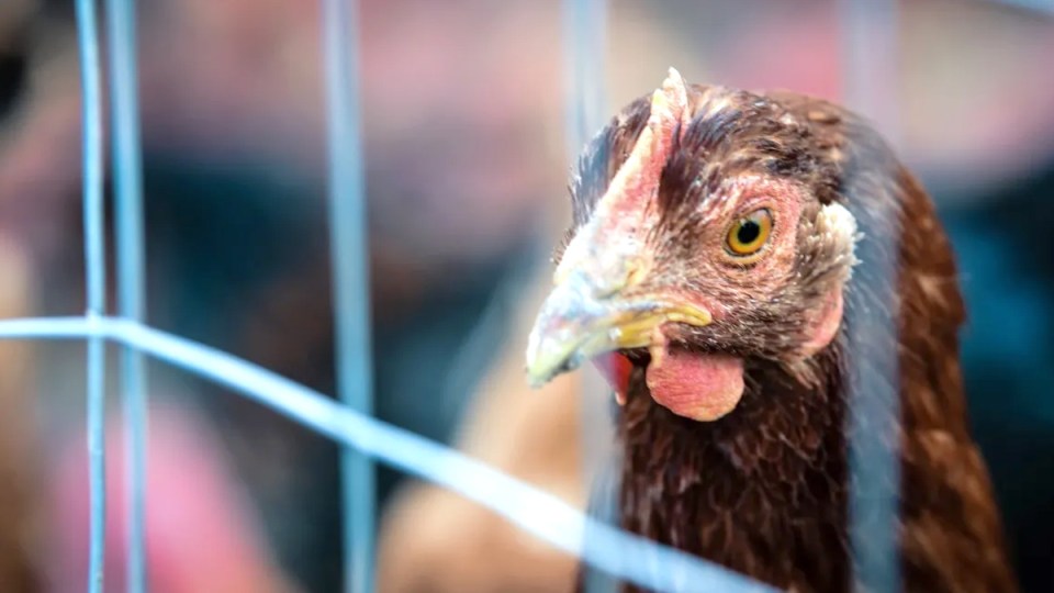 bird flu
